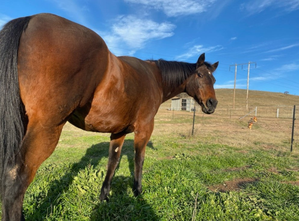 Navigating Muddy Waters: Essential Horse Care Tips During Wet Conditions