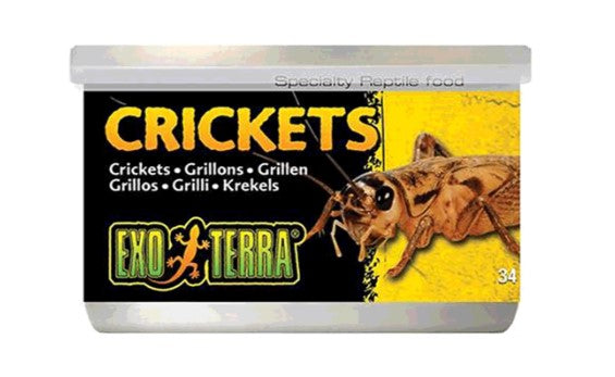 Exo Terra Crickets Small 34gm