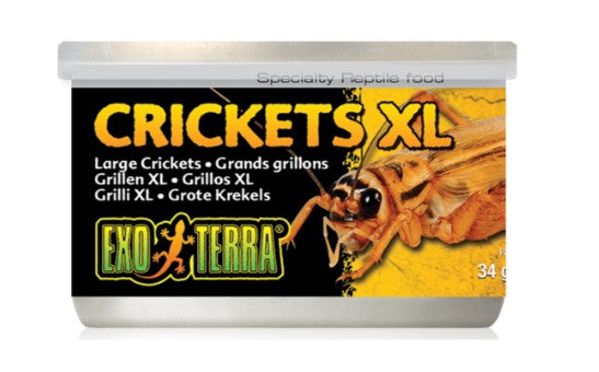 Exo Terra Crickets XLarge 34gm