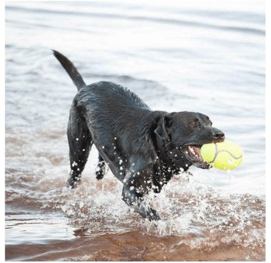 KONG DOG AIRDOG SQUEAQKER FOOTBALL LARGE