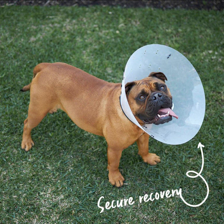 KAZOO RECOVERY COLLAR-CLEAR