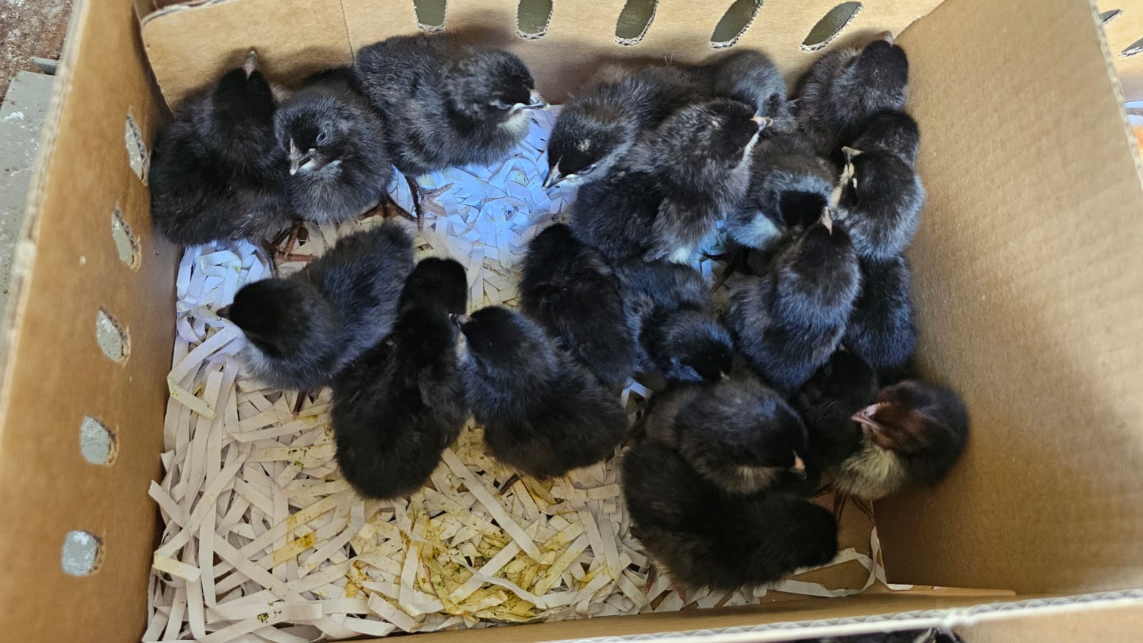 BOND CHICKS FOR SALE HATCHED 13 Jan 2025