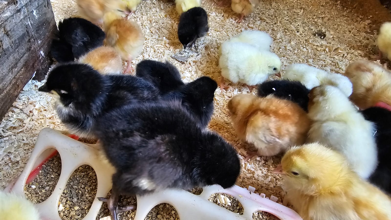 BOND CHICKS FOR SALE HATCHED 13 Jan 2025