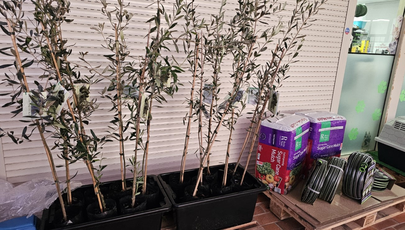 MANZANILLO OLIVE TREE 5 LITRE