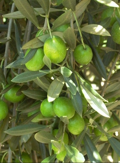 MANZANILLO OLIVE TREE 5 LITRE