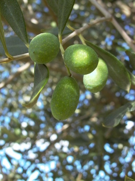 CORREGGIOLA OLIVE TREES 5 Litre