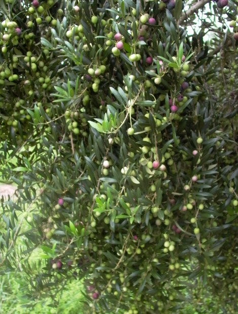 ARBEQUINA OLIVE TREES 5 Litre