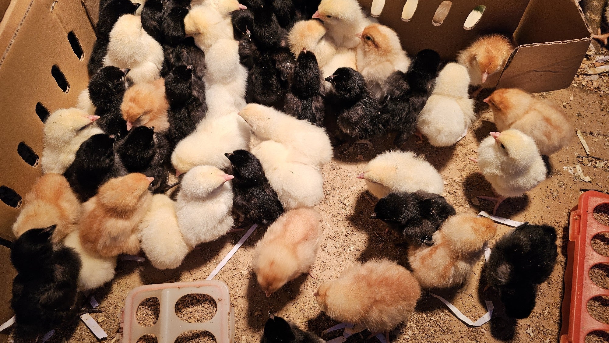 BOND CHICKS FOR SALE- HATCHED 2 DEC 2024