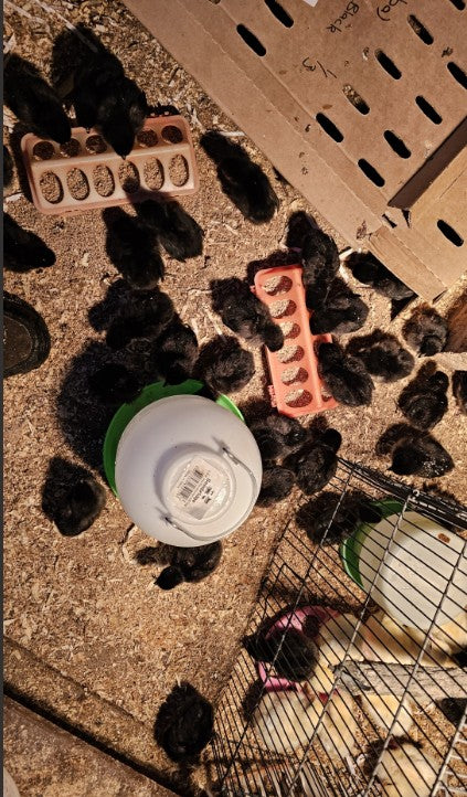 Bond Black Chicks hatched 14 April