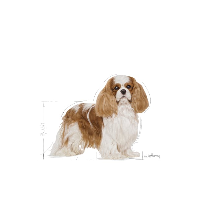 ROYAL CANIN ADULT CAVALIER KING CHARLES