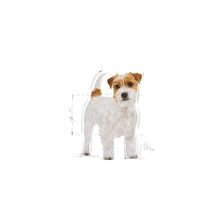 ROYAL CANIN DOG FOOD ADULT JACK RUSSELL TERRIER