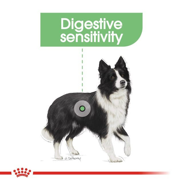 ROYAL CANIN DOG MEDIUM DIGESTIVE CARE