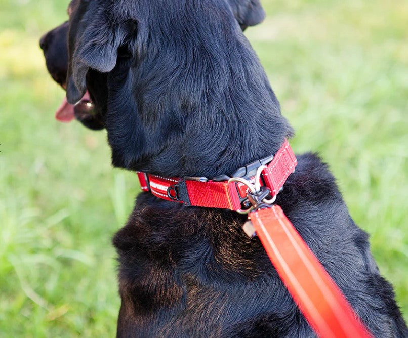 EZYDOG Double-Up Collar Red