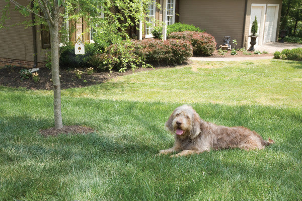 PetSafe® Outdoor Bark Control