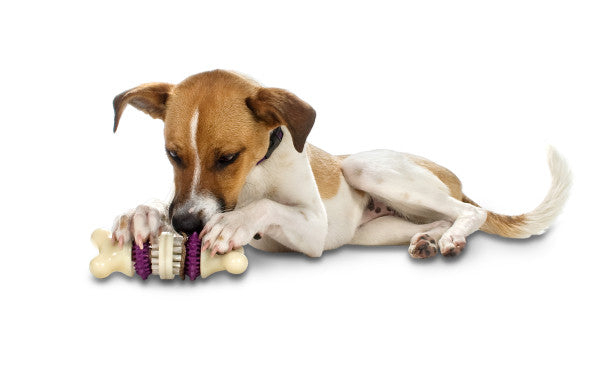 PetSafe® Busy Buddy® Bristle Bone, Medium