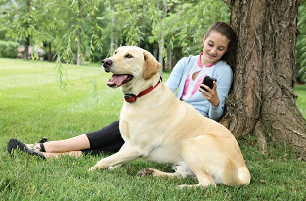 Petsafe STAY & PLAY® Wireless Fence Stubborn Dog Add-A-Dog® Extra Receiver Collar