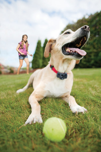 PetSafe® In-Ground Fence™ System