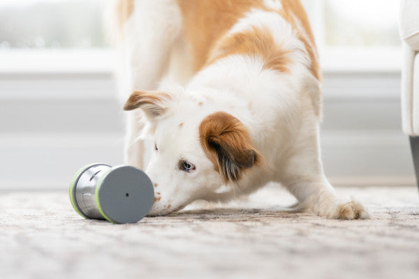 PetSafe® Kibble Chase™ Roaming Treat Dispenser