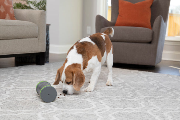 PetSafe® Kibble Chase™ Roaming Treat Dispenser