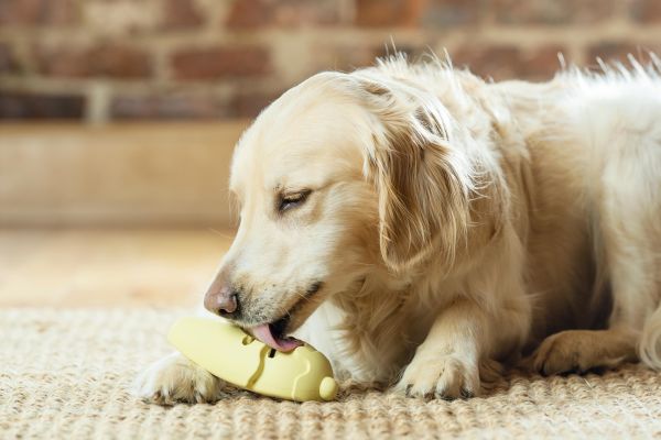 PetSafe® Busy Buddy® Frosty Cone Freezer Toy