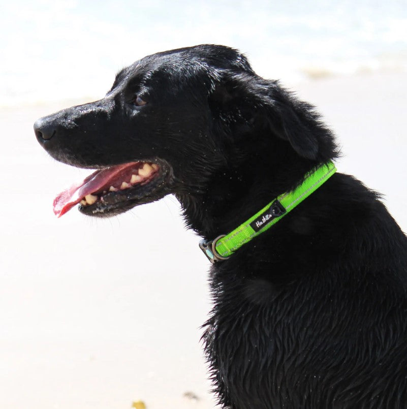 HUSKIMO DOG COLLAR TREKPRO DAINTREE