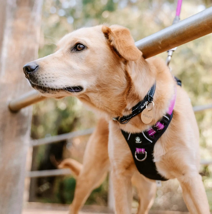 HUSKIMO DOG COLLAR TREKPRO DARK SKY