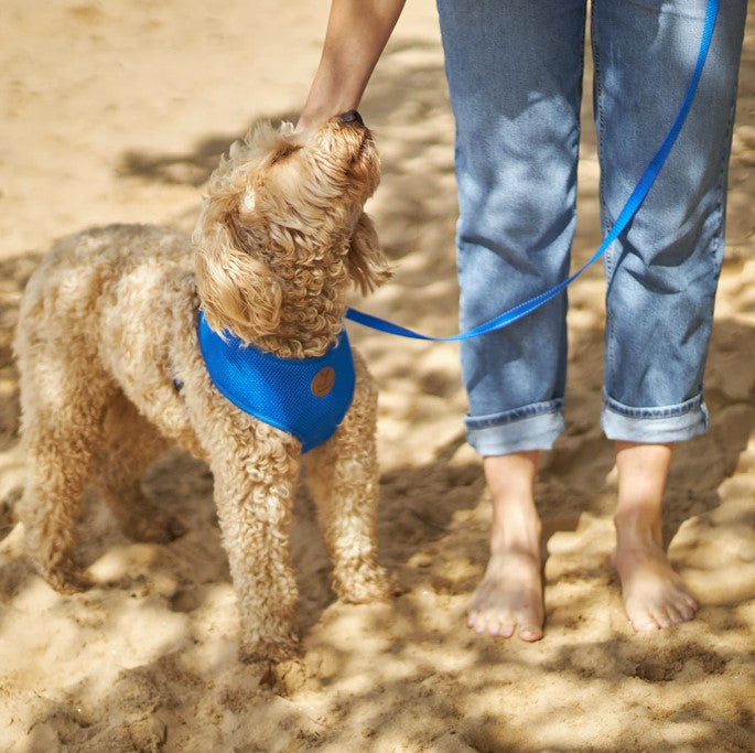 Kazoo Classic Soft Walking Harness MEDIUM-AQUA