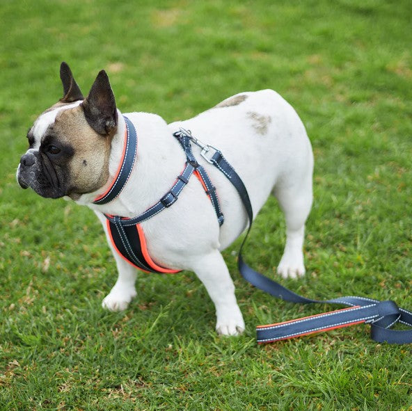 KAZOO ACTIVE WALKING HARNESS