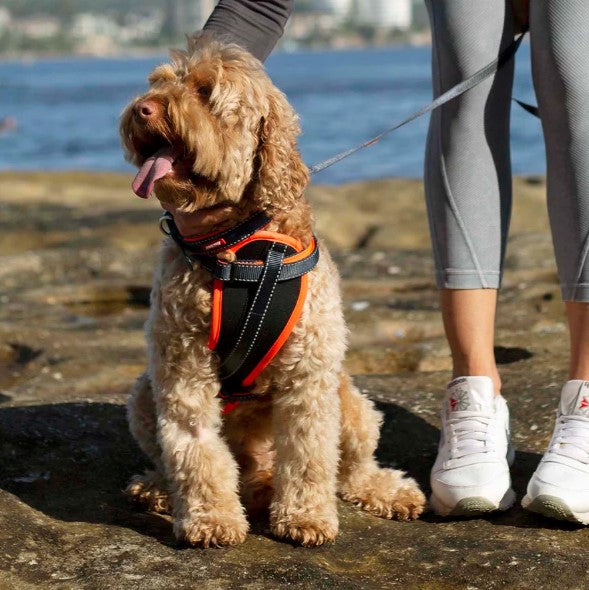 KAZOO ACTIVE WALKING HARNESS