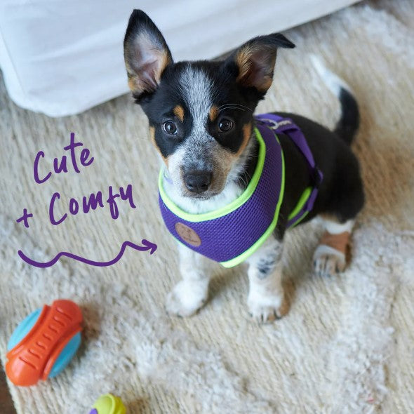 KAZOO ACTIVE SOFT HARNESS PURPLE/LIME