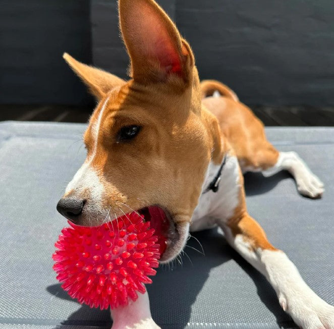 Kazoo Santa Paws Star Ball - Medium