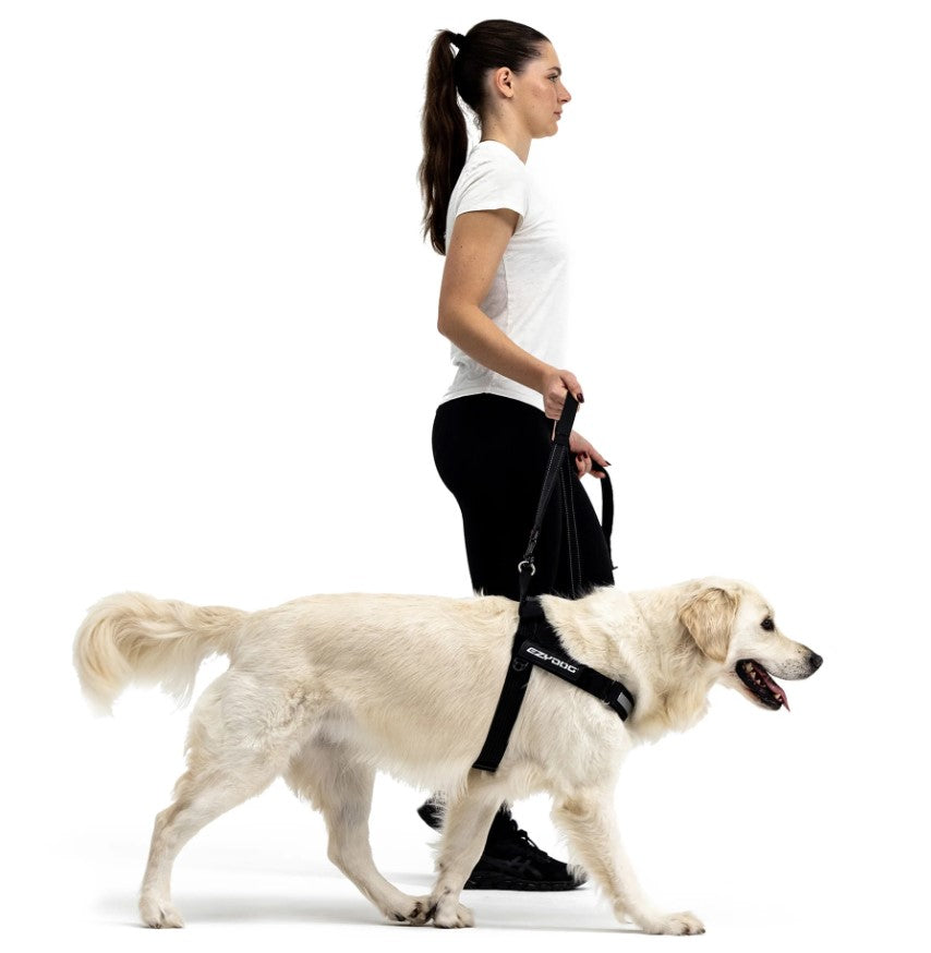 EZYDOG Express Harness Black