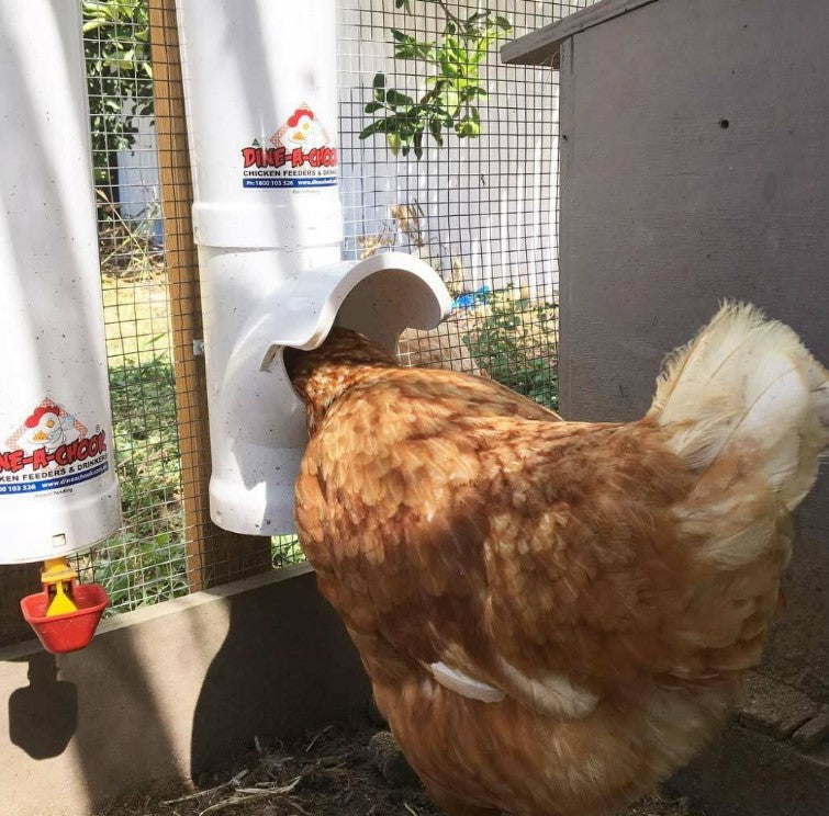 DINE A CHOOK POULTRY FEEDER All White